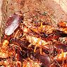 South Gippsland Pest Control - Pic 2