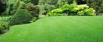 All shades of Green
