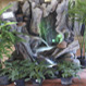Bundaberg Wholesale Palms & Plants - Pic 1