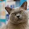 Maroondah Veterinary Clinic - Pic 1