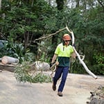 A Accurate Tree Services - Pic 7