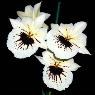 Fame Orchids - Pic 8