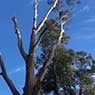 BSK Tree Services Pty Ltd - Pic 9