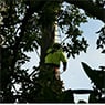 Tree Surgery