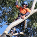 Above All Tree Services - Pic 7