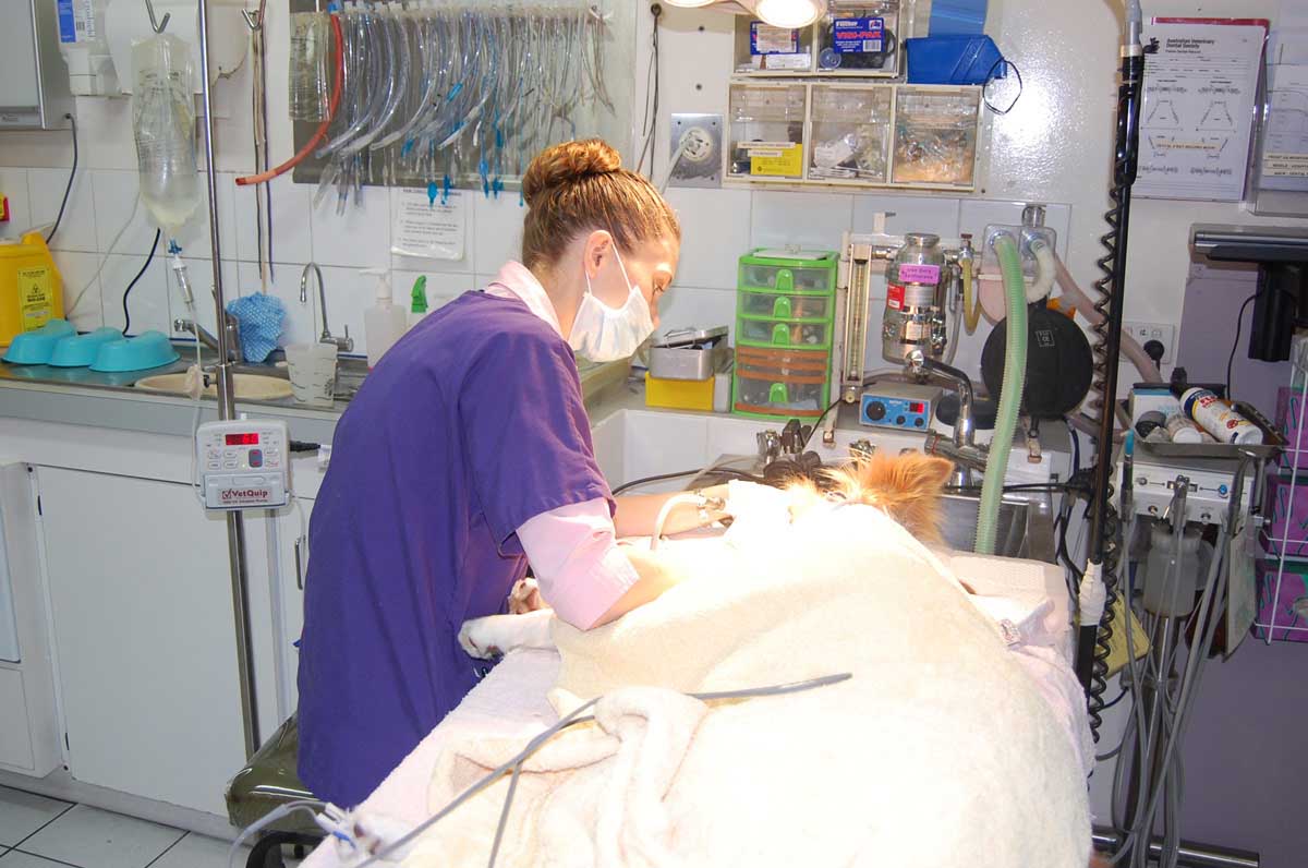 Albany Creek Veterinary Surgery Vet 739 Albany Creek Rd, Albany Creek QLD 4035 Yellow Pages®