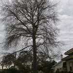 Tree Limits Pty Ltd - Pic 3