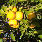 Sunzest The Organic Grower P/L - Pic 1