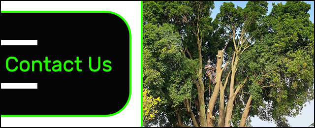 Rob's Tree Service - Promotion 1