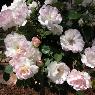 Drumminor Gardens - Pic 5