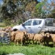 Moses & Son Wool Brokers - Pic 2