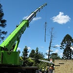 The Tree Doctor - Pic 9