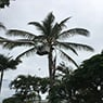 Active Tree Fellas - Pic 6