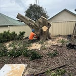 Central Coast Tree Removal - Pic 3