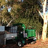 Albury Wodonga Tree & Stump Removal - Pic 10