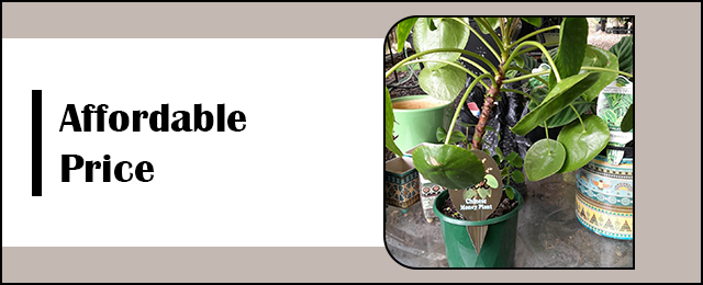 Garden Treasure Yarragon - Promotion 3