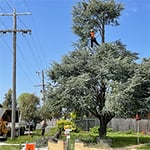 Nelson's Tree Services - Pic 1