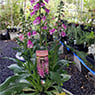 Garden Treasure Yarragon - Pic 1