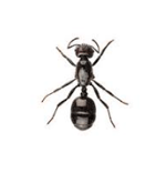 BP Homecare Pest Control - Pic 2