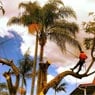Tree Removal