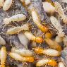 South Gippsland Pest Control - Pic 1
