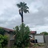 Harringtons Tree Services - Pic 4