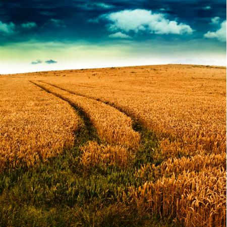 City Live Stock Stock Feeds Fodder Supplements 727a