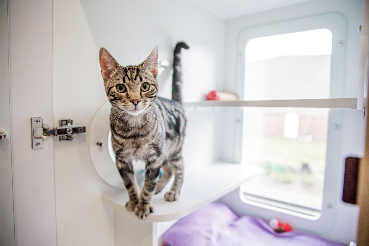 Lort Smith Animal Hospital Vet North Melbourne Yellow Pages®