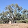 The Tree Doctor - Pic 10