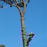 Nelson's Tree Services - Pic 5