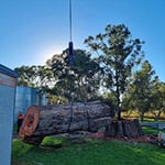 Nelson's Tree Services - Pic 9