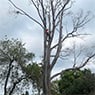 Harringtons Tree Services - Pic 1