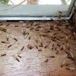 BP Homecare Pest Control - Pic 10