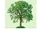 White Oak - logo