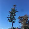 Dynamic Tree Works - Pic 7