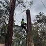 BSK Tree Services Pty Ltd - Pic 7