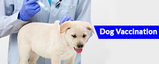 The Veterinary Hospital North - Promotion 2