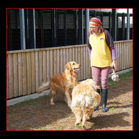Dog Kennels Dandenong Dog Kennels Dandenong