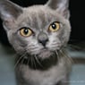 Maroondah Veterinary Clinic - Pic 8