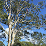Walton's Tree Care Services - Pic 4