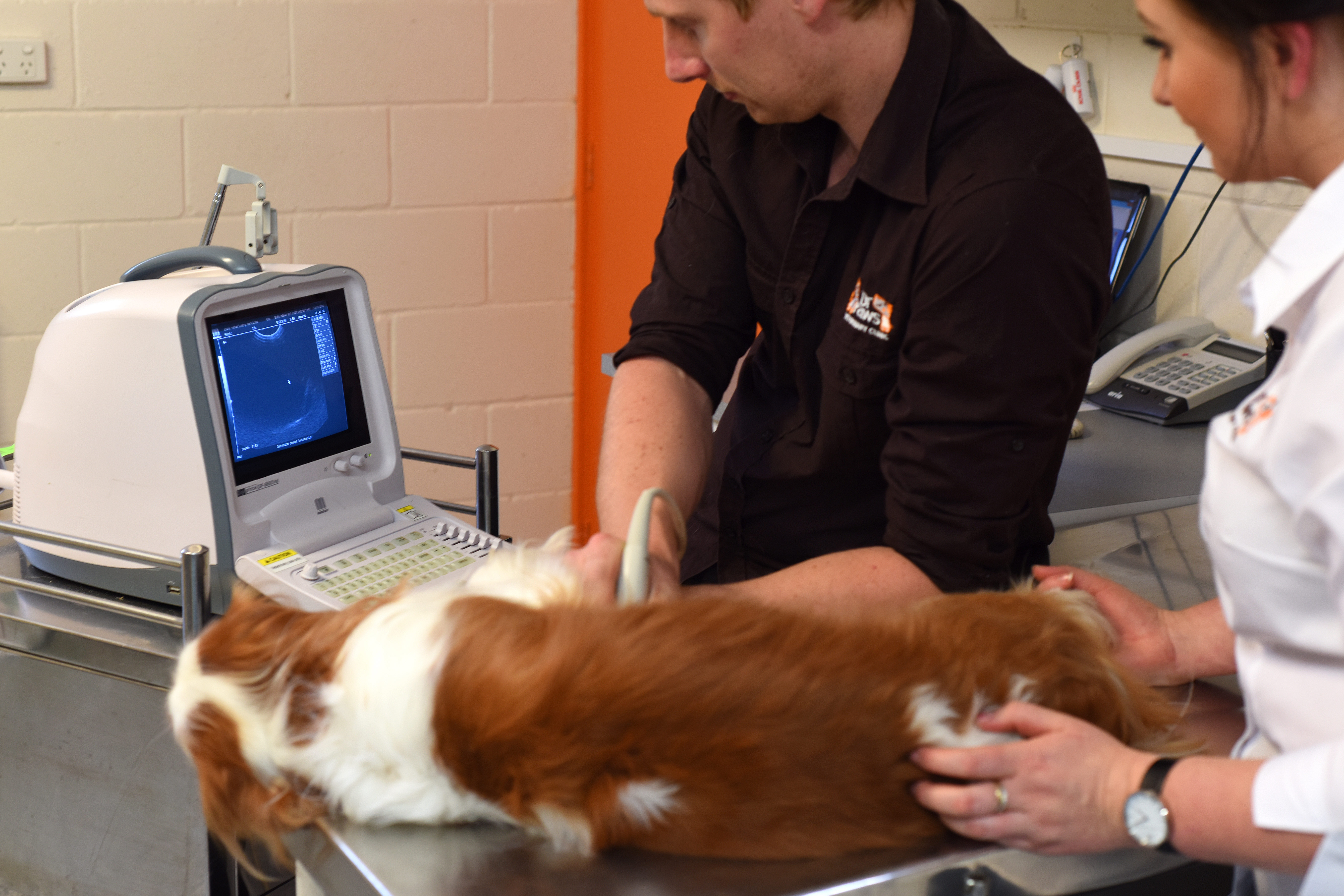 Dr Paws Oxley Highway Veterinary Hospital Vets & Veterinary Surgeons