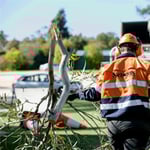 Nelson's Tree Services - Pic 1