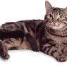 Tugun Veterinary Surgery - Pic 3