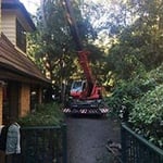 Marshall Cranes - Pic 3