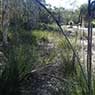 Biodiversity Assessment & Management - Pic 2