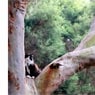 Treetops Boarding Cattery - Pic 2