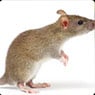 Chambers Pest Solutions - Pic 7