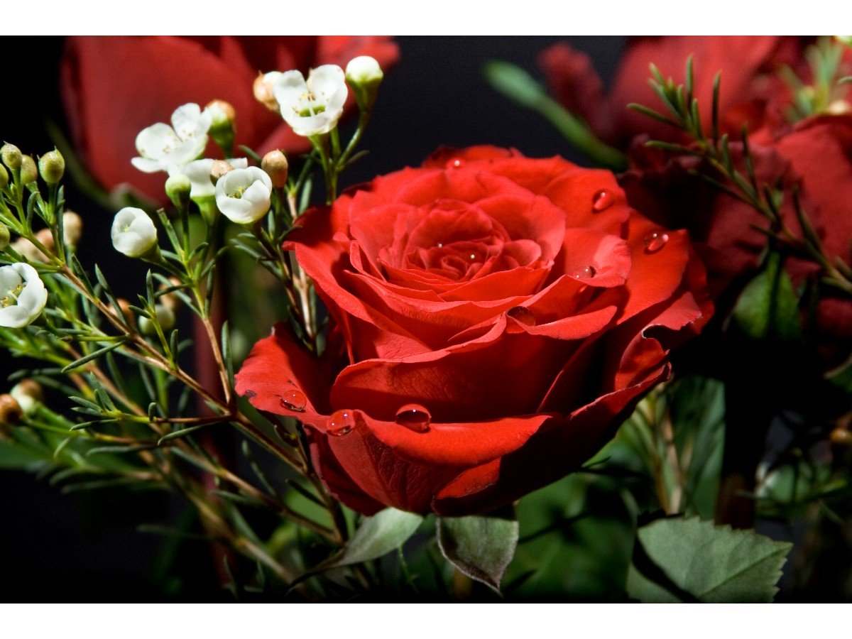 Christensen's Flower Auction Wholesale Florist 6 Carlyle St