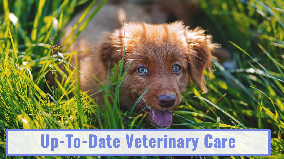 inexpensive vet clinic