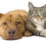 Dog Cat Bird Wildlife